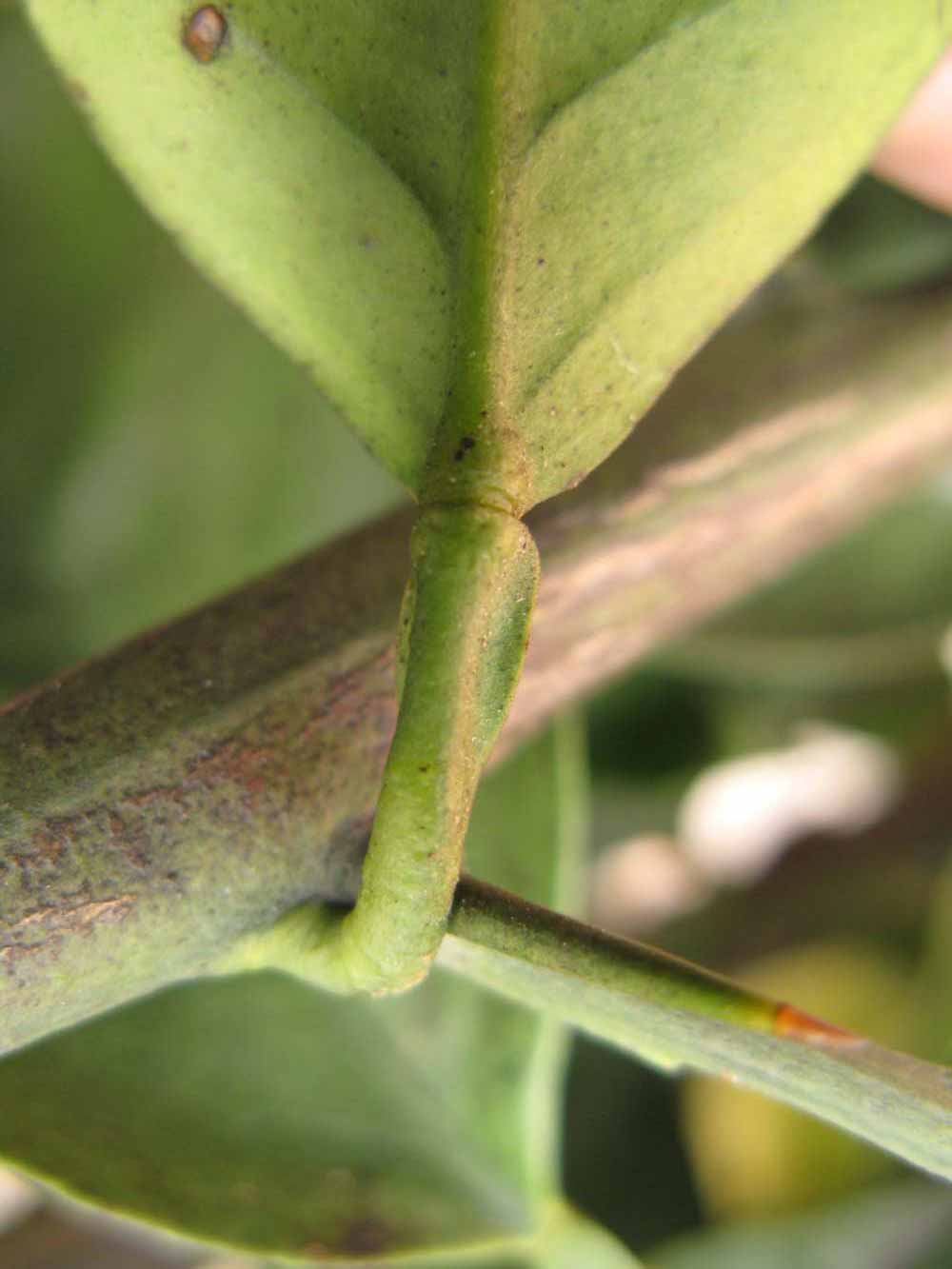              Petiole (Winter Haven, FL)       